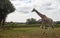 Giraffe running at Cotswolds wildlife park and Gardens