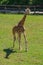 Giraffe running a hot day