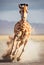 Giraffe running in the Namib Desert, Namibia, Africa. AI Generative