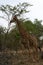 Giraffe running in the savanna