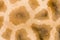 Giraffe\'s coat pattern