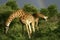 Giraffe\'s eating green vegetation with rainbow