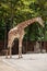 A giraffe`s habitat is usually found in African savannas, grasslands or open woodlands. 