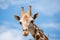 A giraffe`s habitat is usually found in African savannas, grasslands or open woodlands. 