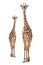 A giraffe`s habitat is usually found in African savannas, grasslands or open woodlands. Isolated on white background