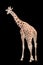 A giraffe`s habitat is usually found in African savannas, grasslands or open woodlands. Isolated on white background