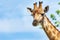 Giraffe`s Head Close-Up