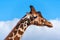 Giraffe\'s head profile
