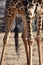 Giraffe`s lower body