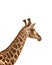 A giraffe during a safari in the Hluhluwe - imfolozi National Park in South africa