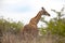 A giraffe during a safari in the Hluhluwe - imfolozi National Park in South africa