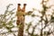 A giraffe during a safari in the Hluhluwe - imfolozi National Park in South africa