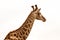 A giraffe during a safari in the Hluhluwe - imfolozi National Park in South africa