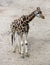 Giraffe on sandy soil close up in sunny day