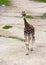 Giraffe on sandy soil close up in sunny day