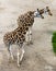 Giraffe on sandy soil close up in sunny day