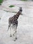 Giraffe on a sandy walkway