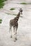 Giraffe on a sandy walkway