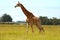 giraffe in savanna.