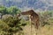 Giraffe in savanna