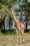 Giraffe in savanna