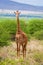 Giraffe on savanna. Safari in Tsavo West, Kenya, Africa