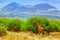 Giraffe on savanna. Safari in Tsavo West, Kenya, Africa