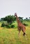 The giraffe in savanna. Uganda, Africa