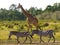 Giraffe in the savannah along with zebras. Kenya. Tanzania. East Africa.