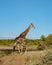 Giraffe at a Savannah landscape during sunset in South Africa at The Klaserie Private Nature Reserve inside the Kruger