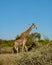 Giraffe at a Savannah landscape during sunset in South Africa at The Klaserie Private Nature Reserve inside the Kruger