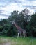 Giraffe at a Savannah landscape during sunset in South Africa at The Klaserie Private Nature Reserve inside the Kruger