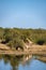 Giraffe at a Savannah landscape during sunset in South Africa at The Klaserie Private Nature Reserve inside the Kruger