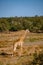 Giraffe at a Savannah landscape during sunset in South Africa at The Klaserie Private Nature Reserve inside the Kruger