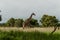 Giraffe in the savannah in mikumi national park