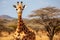 Giraffe in the savannah of Namibia, Africa, A large giraffe in a Ruaha National Park, AI Generated
