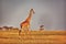 Giraffe in the savannah at sunrise in Masai Mara National Park in Kenya