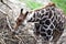 Giraffe in Schmiding Zoo, Upper Austria, Austria,