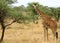 Giraffe in serengeti