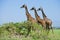 Giraffe in serengeti