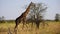 Giraffe, serengeti park, Tanzania