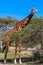 Giraffe in Serengeti savanna near a acacia. Tanzania, Africa