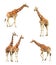 Giraffe set isolated on white background. Adult animals