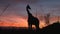 Giraffe in the setting sun