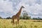 Giraffe in the Shimba Hills