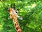 Giraffe shows his tongue