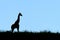 Giraffe silhouette