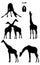 Giraffe in silhouette