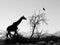 Giraffe Silhouette in Africa