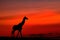 Giraffe Silhouette in Masai Mara